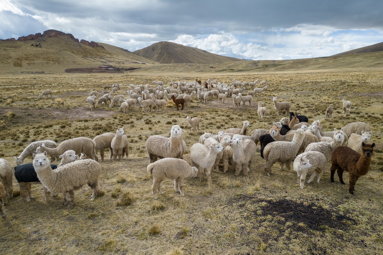 Alpacas pastando en los Andes peruanos