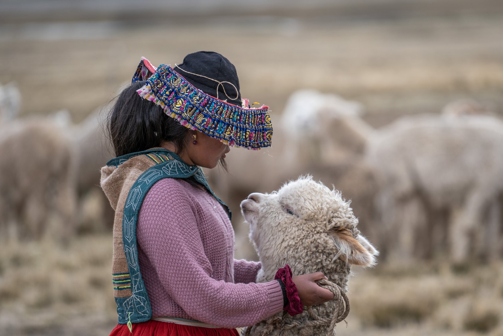 Artesano rural con alpacas en comunidad de Puno