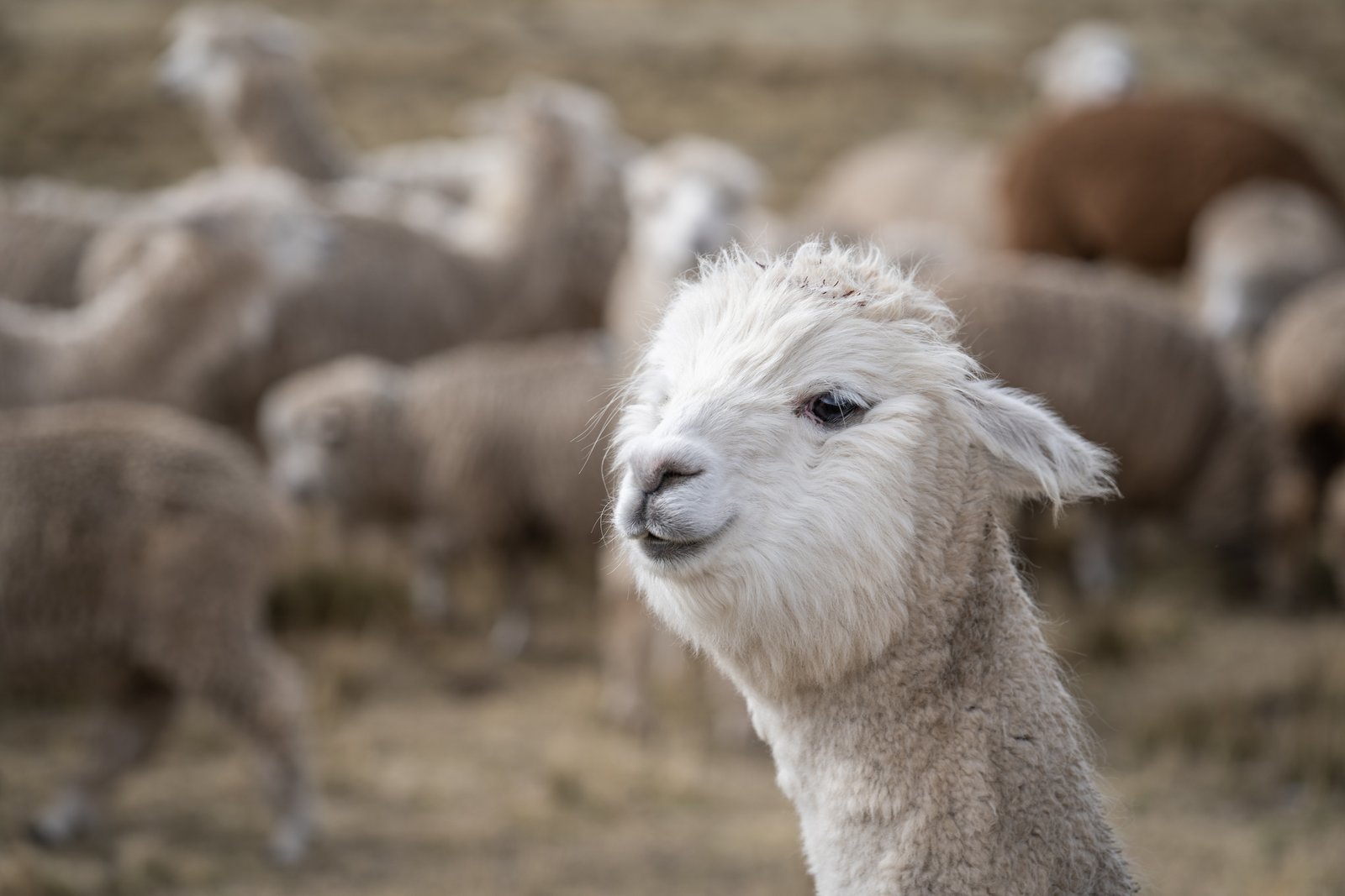 Alpaca de raza premium en los Andes peruanos - fibra de alta calidad